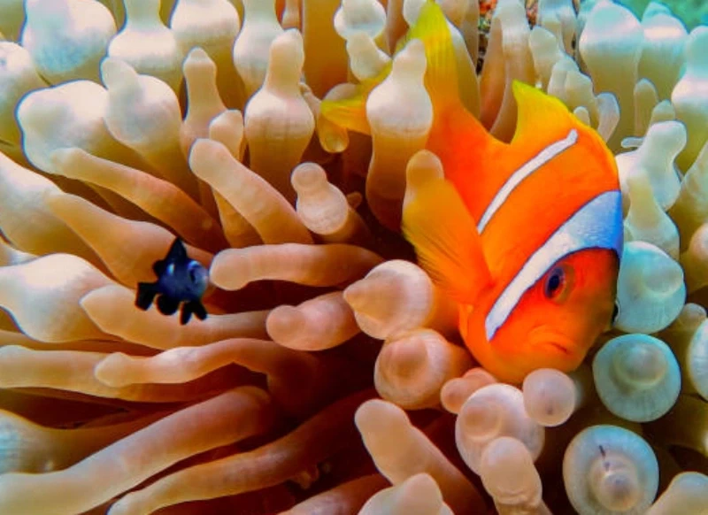 Ras Mohammed National Park from Sharm day tour